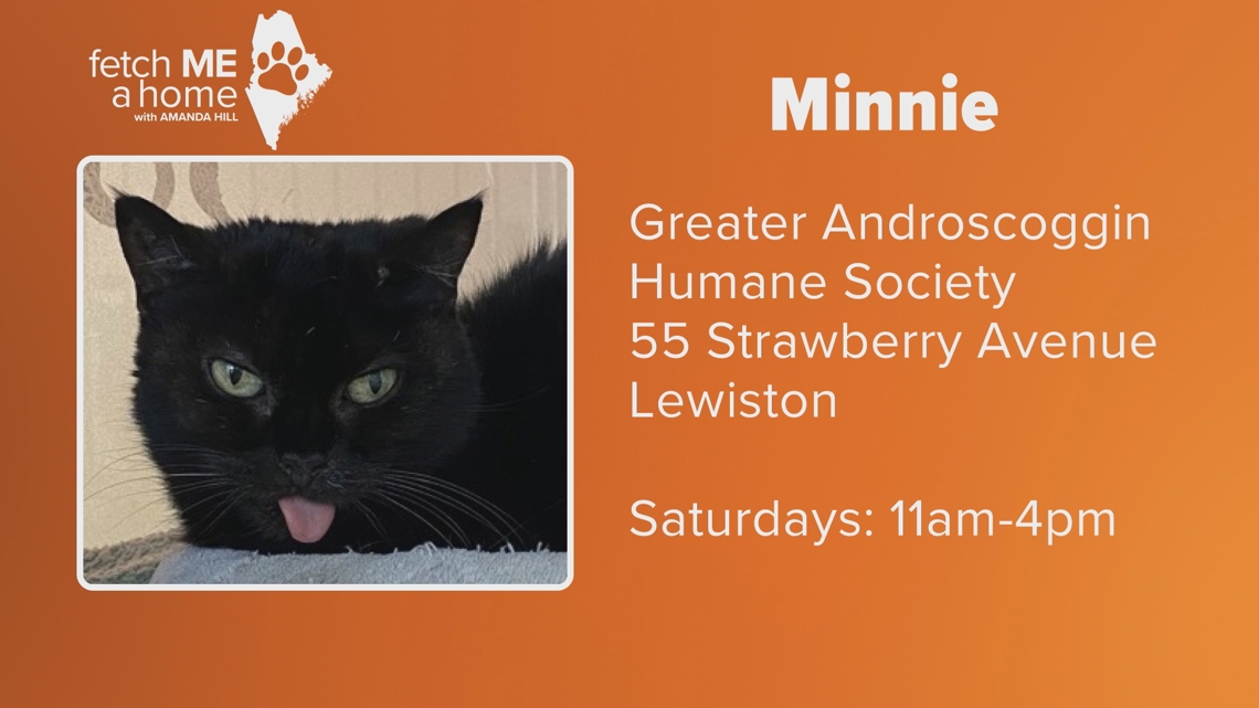 Fetch ME A Home: Meet Minnie