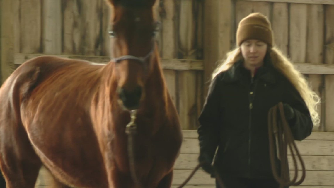 Former Maine racehorse rescued from killpen by same woman that helped