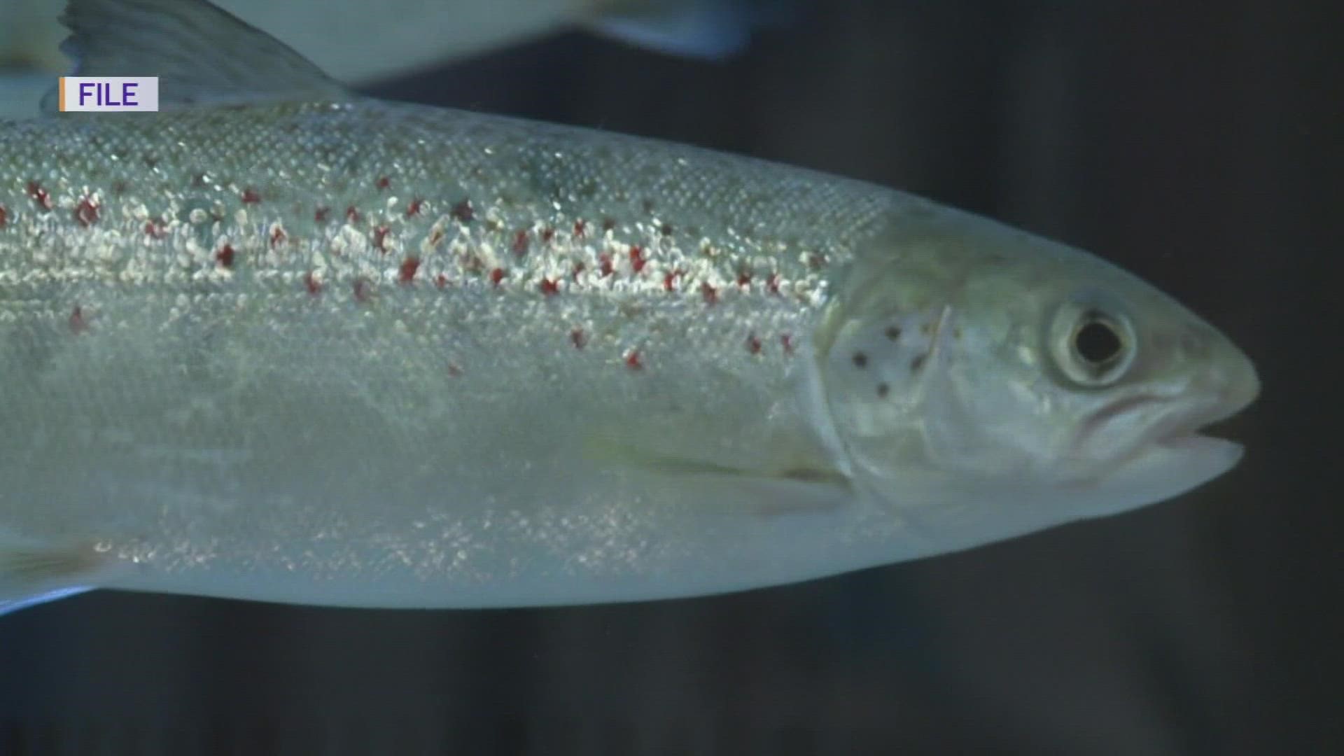 The Maine Dept. of Marine Resources says American Aquafarms has proposed getting young salmon from a source in Newfoundland that hasn't been approved in the U.S.