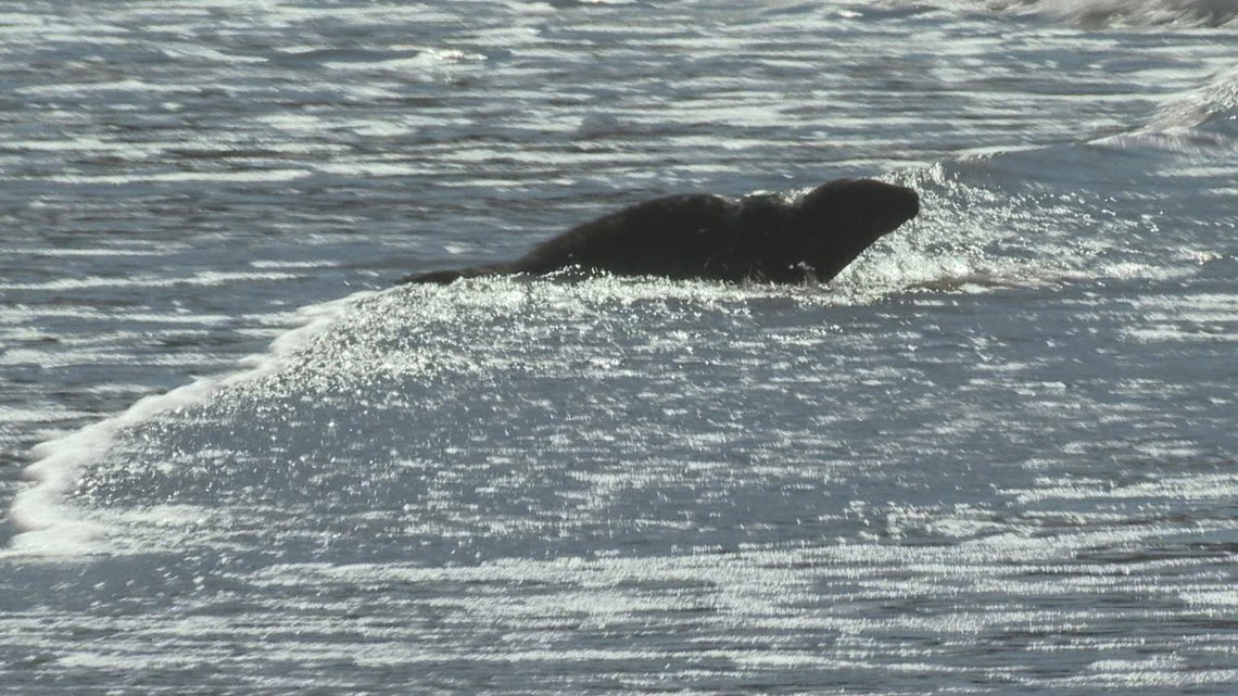 Seals pups stranded in Cape Elizabeth released into the ocean