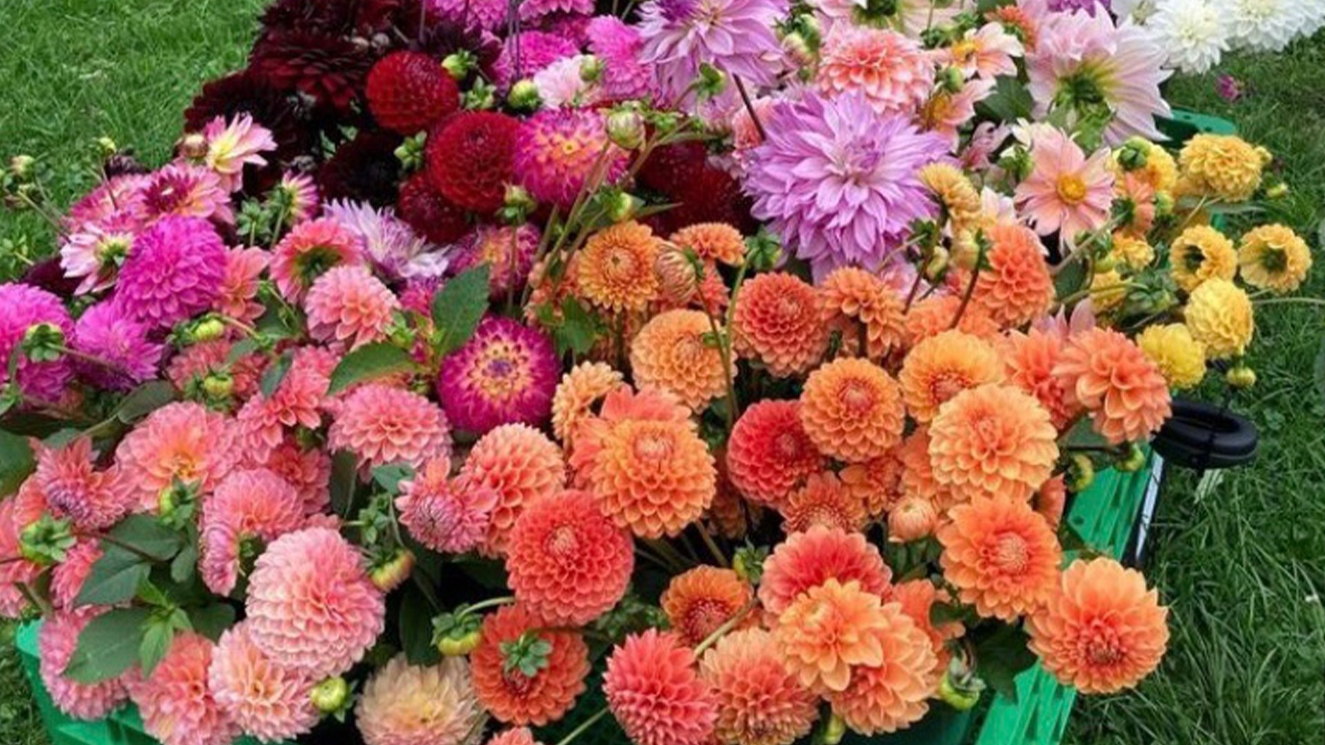 Storing Dahlia tubers correctly for the winter leads to even more beautiful blooms for the summer.