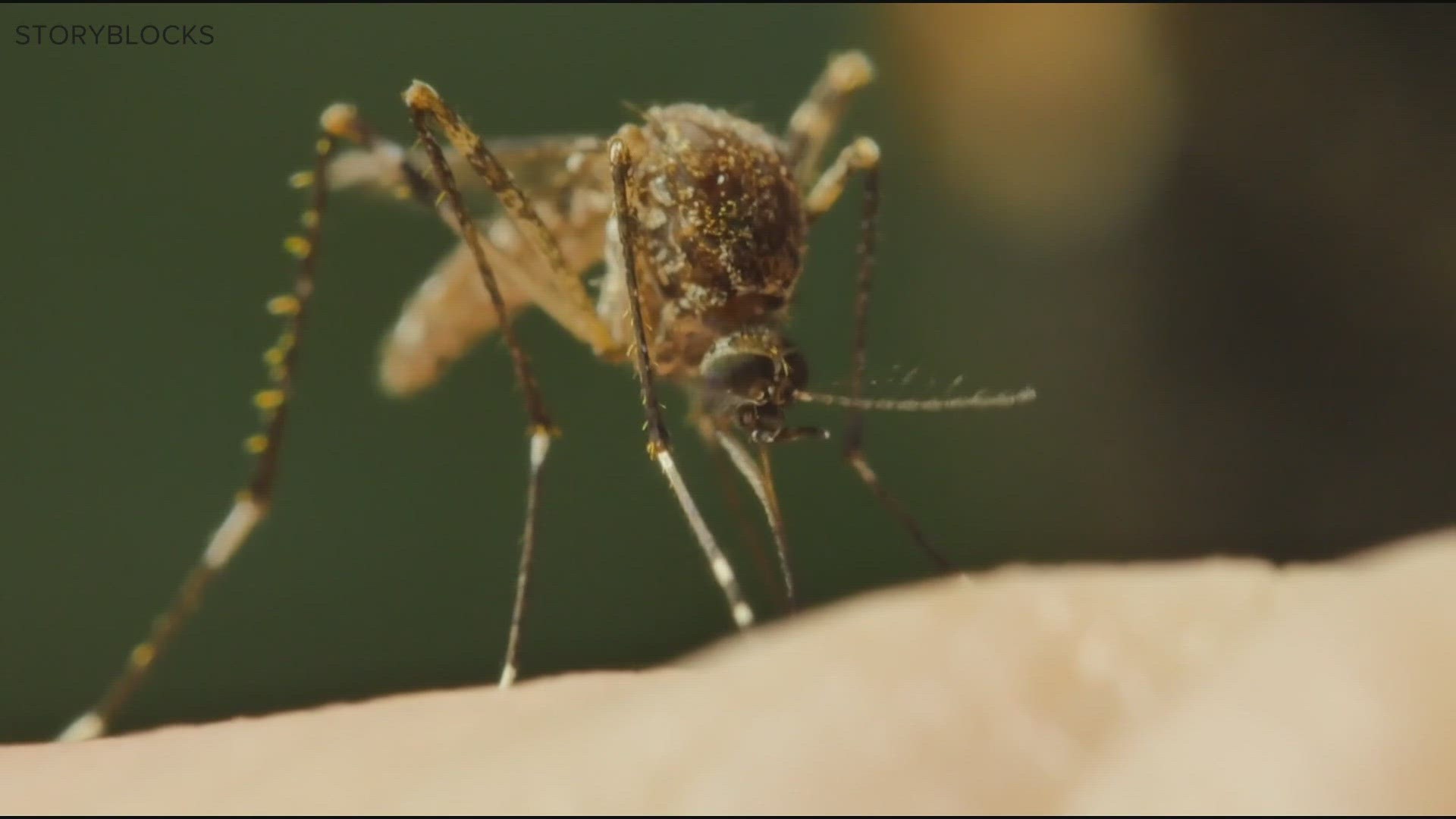 It's the first time the virus has been detected in mosquitoes in Maine since 2019.