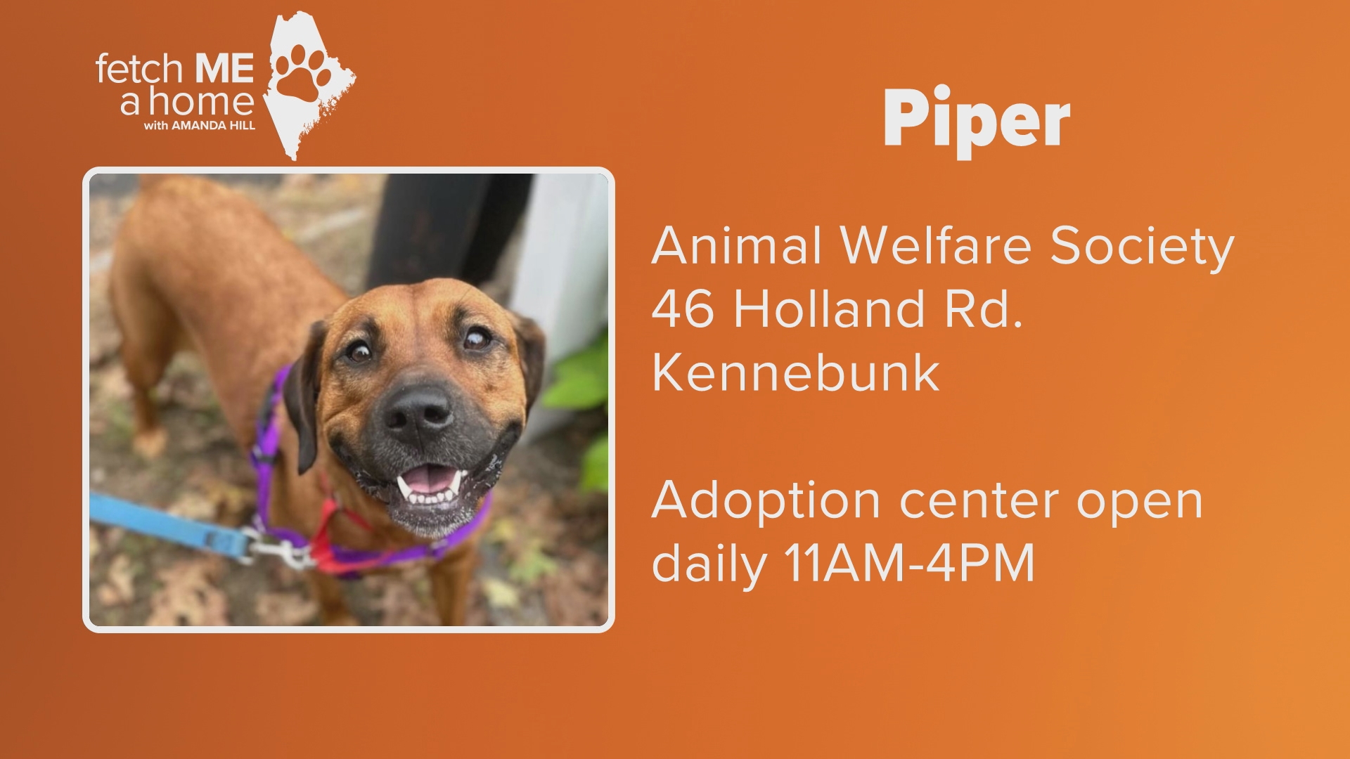 At about two-years-old, Piper still has plenty of spunk left in her and loves outdoor activities. She's currently in foster care through AWS in Kennebunk.