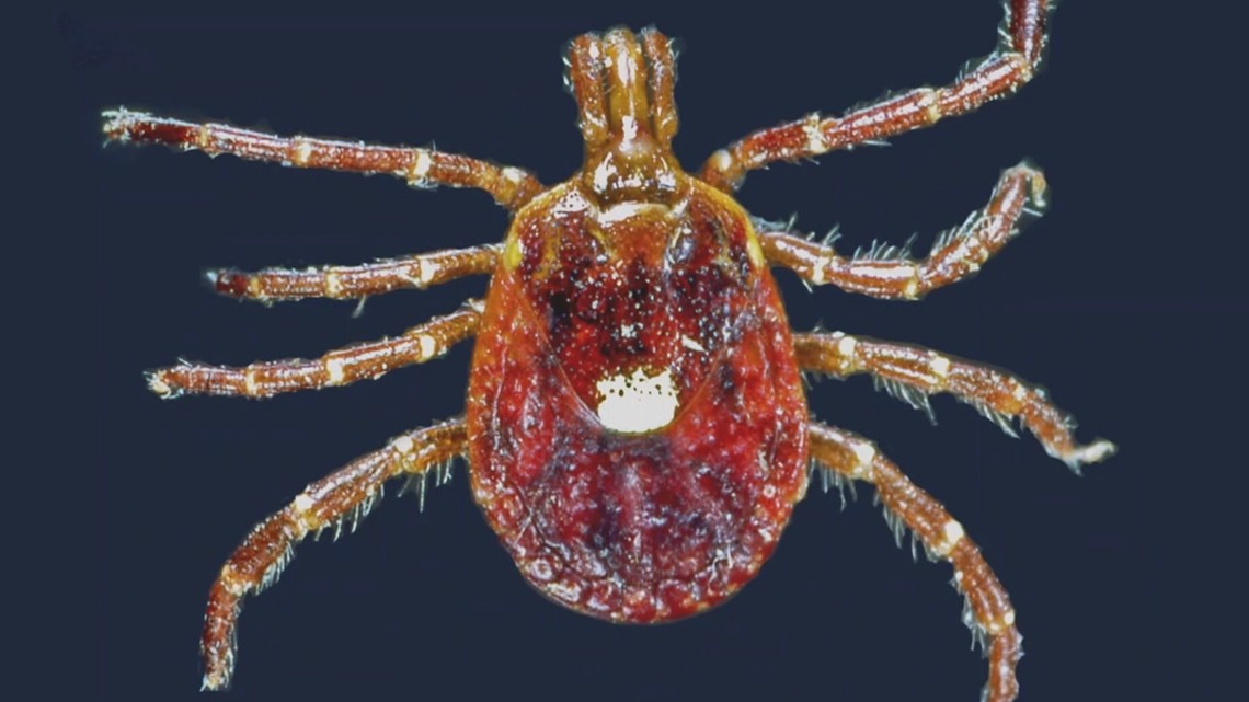 Experts track new tick species and diseases in Maine