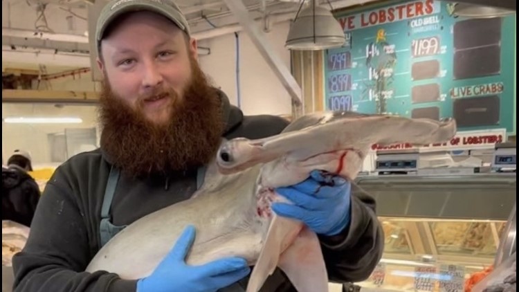 Portland fish market shares video of hammerhead shark for sale