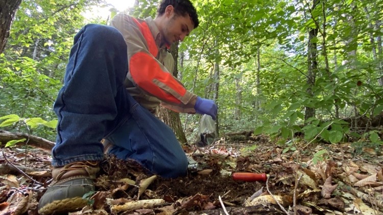 UMaine researchers using new DNA technology to study forest recovery