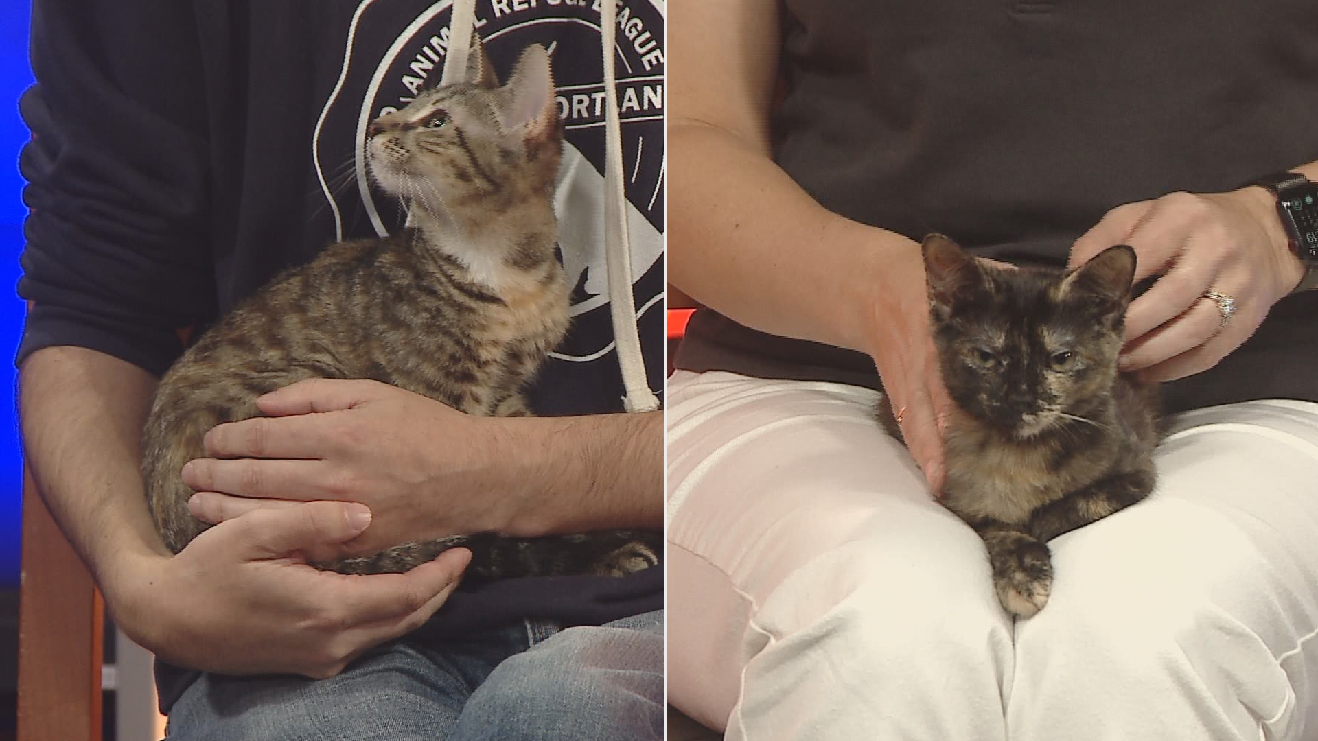 Janet and Sadie will be available for adoption in a few weeks at the Animal Refuge League of Greater Portland, which just got an influx of kittens.