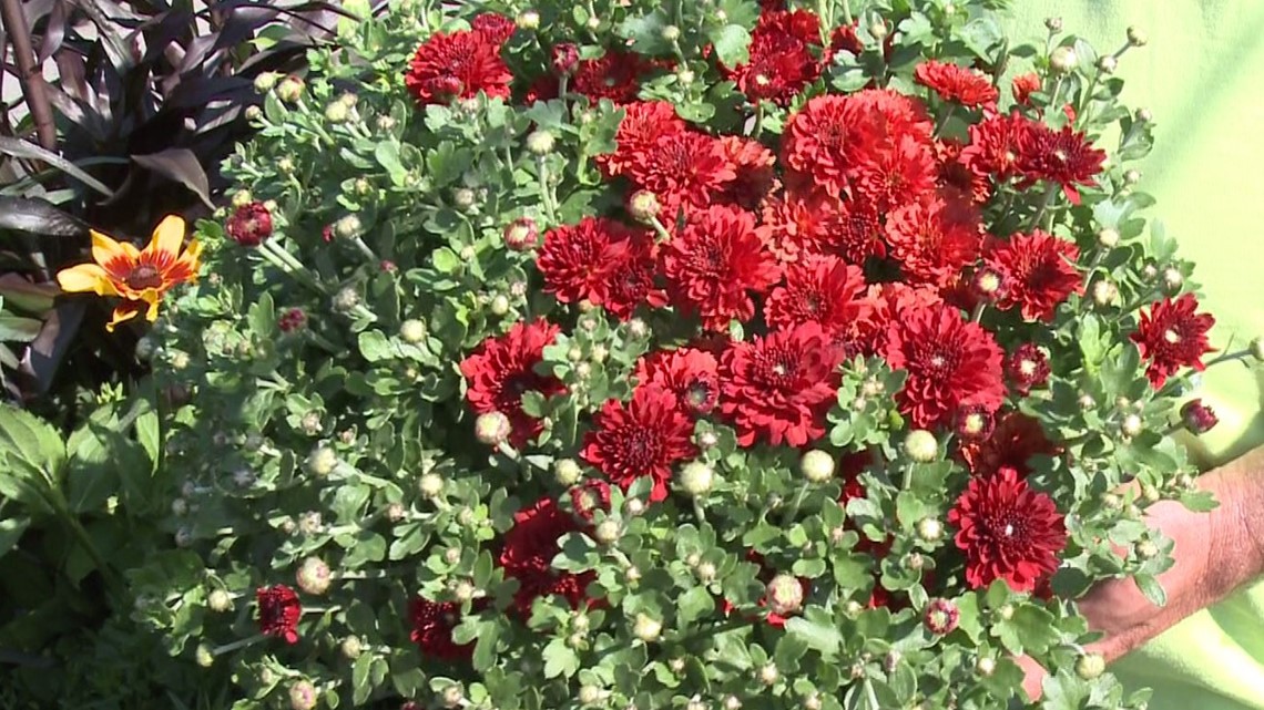 The Fall Garden | Gardening with Gutner | newscentermaine.com - Vimarsana News