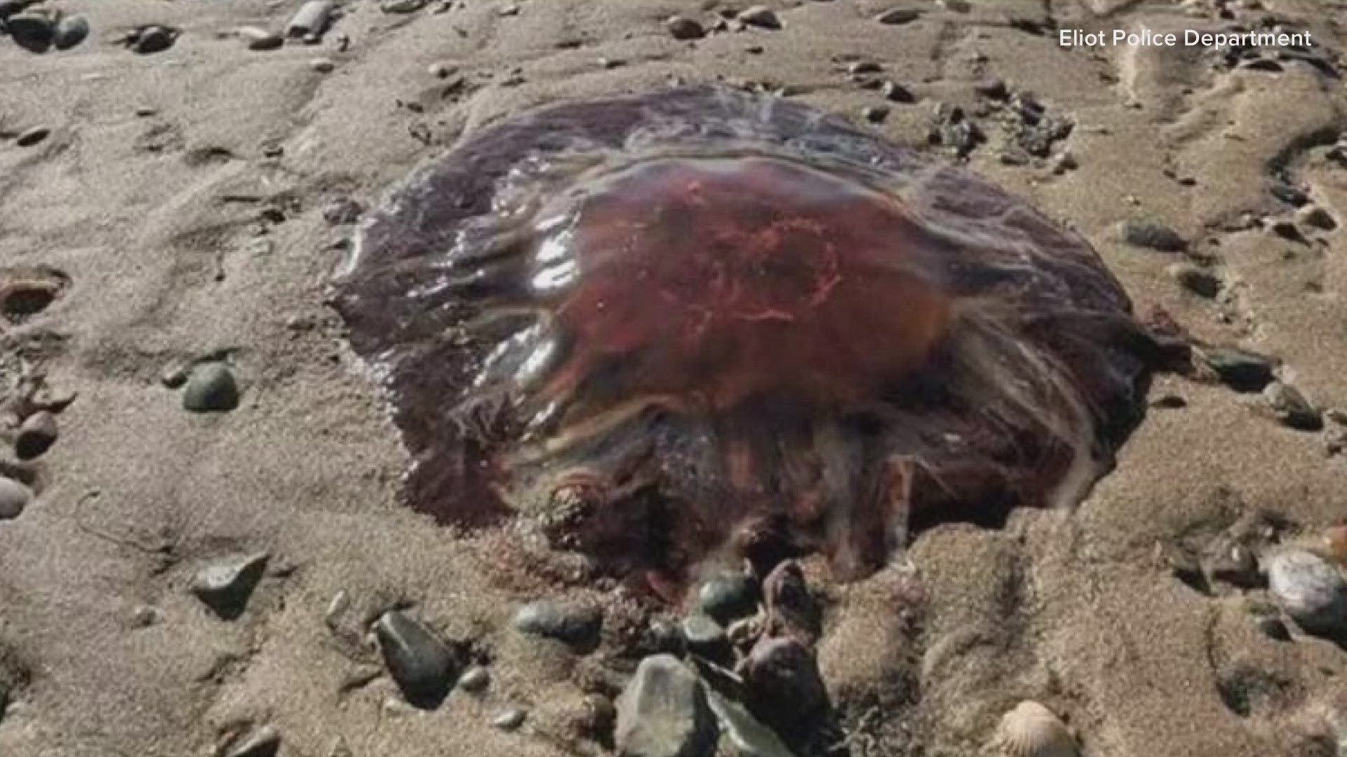 Southern Maine communities advise beachgoers to stay alert with increased jellyfish sightings.