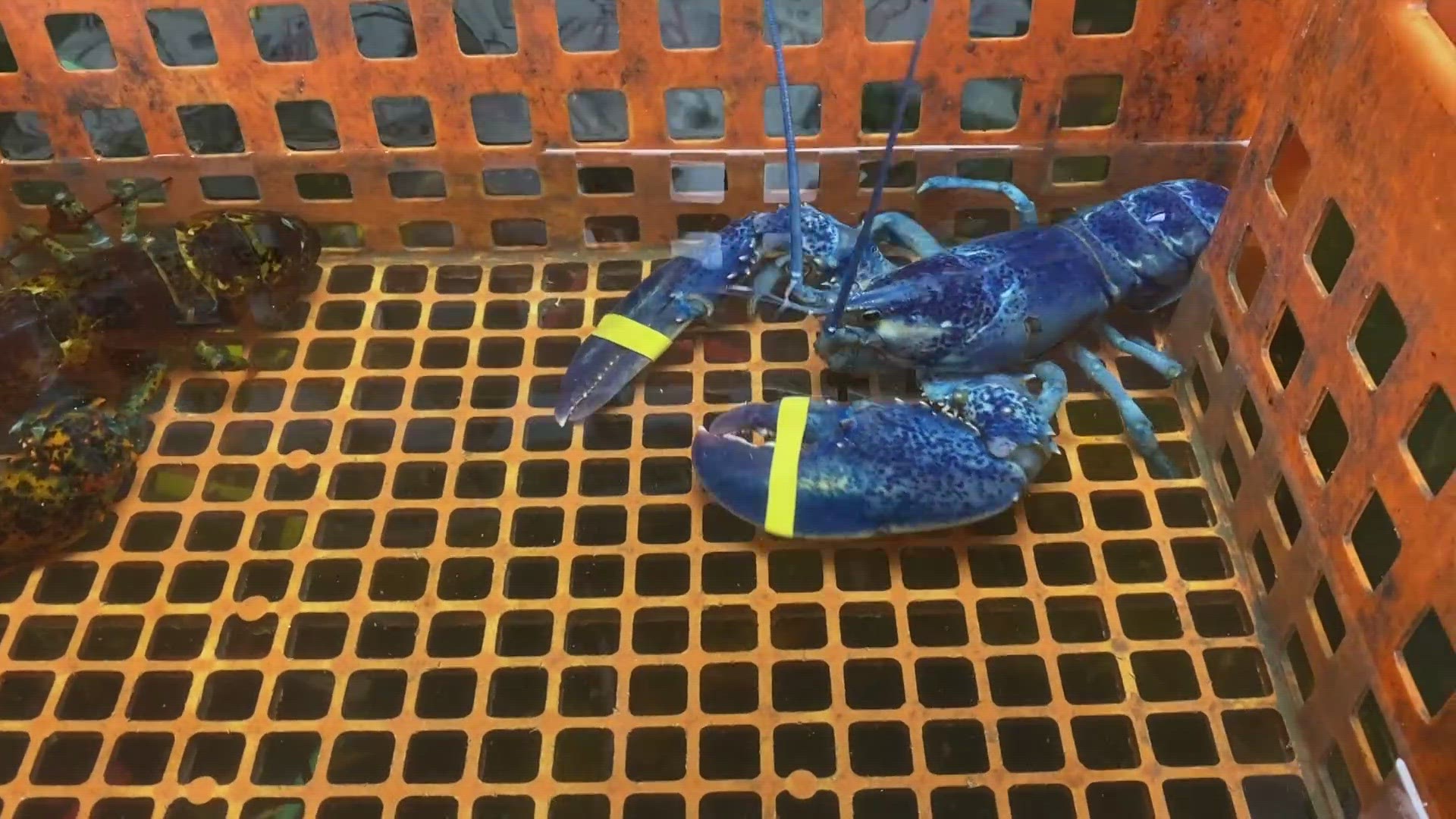 A local lobsterman dropped off a rare blue lobster with his daily haul at Free Range Fish & Lobster on Commercial Street on Thursday.