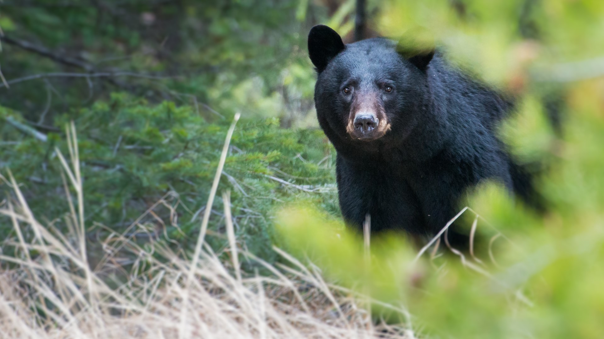 The woman confronted the bear head-on after her dog was chased by the bear, state wildlife officials said.