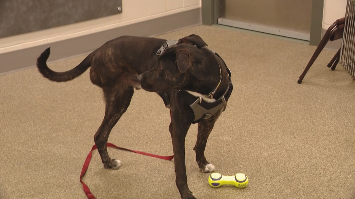 Fetch ME A Home | Horace has a clean bill of health