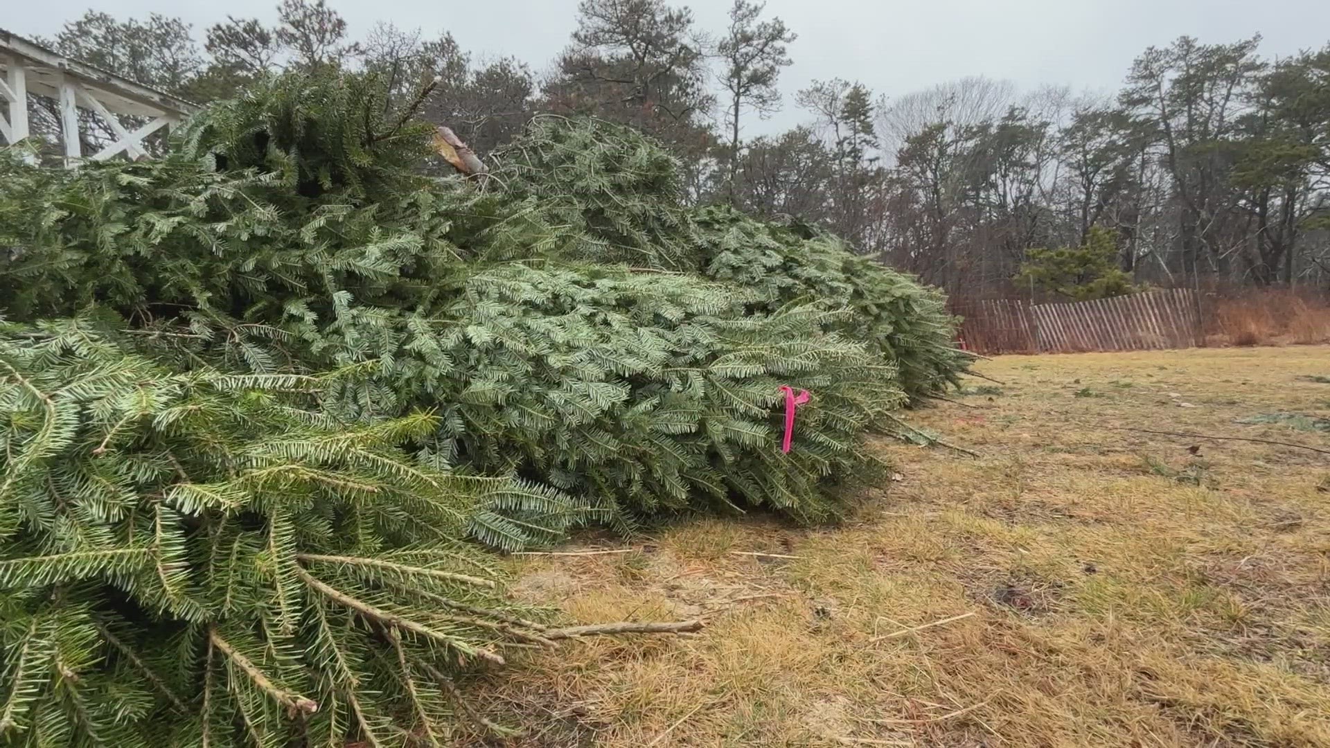 The Maine Department of Agriculture, Conservation, and Forestry is running a pilot program using Christmas trees in hopes it can rebuild sand dunes along the coast.