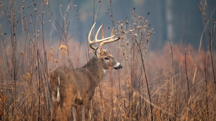 Proposed changes to Maine deer permits being considered