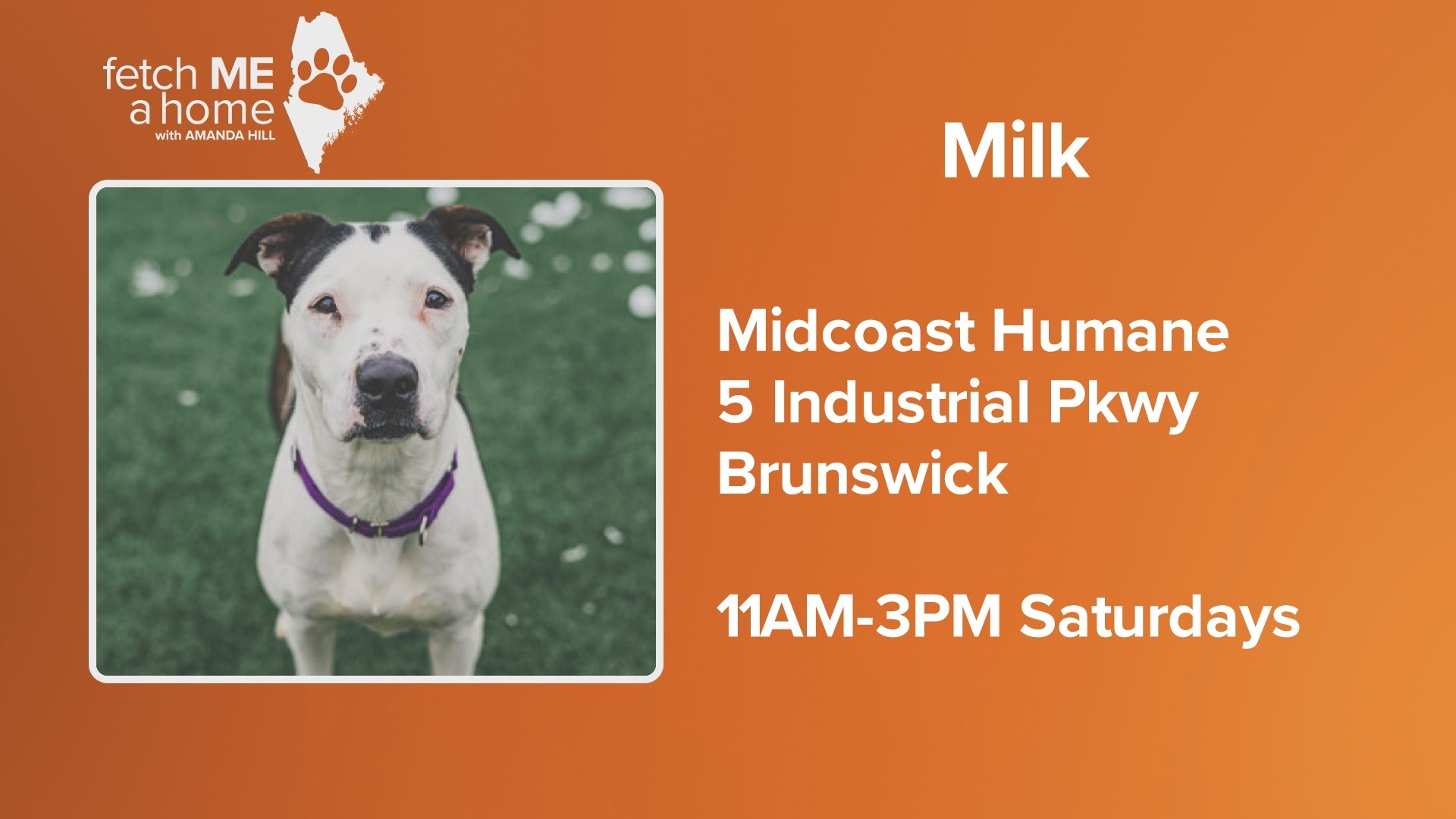 Two-year-old Milk is waiting at Midcoast Humane for her forever home.