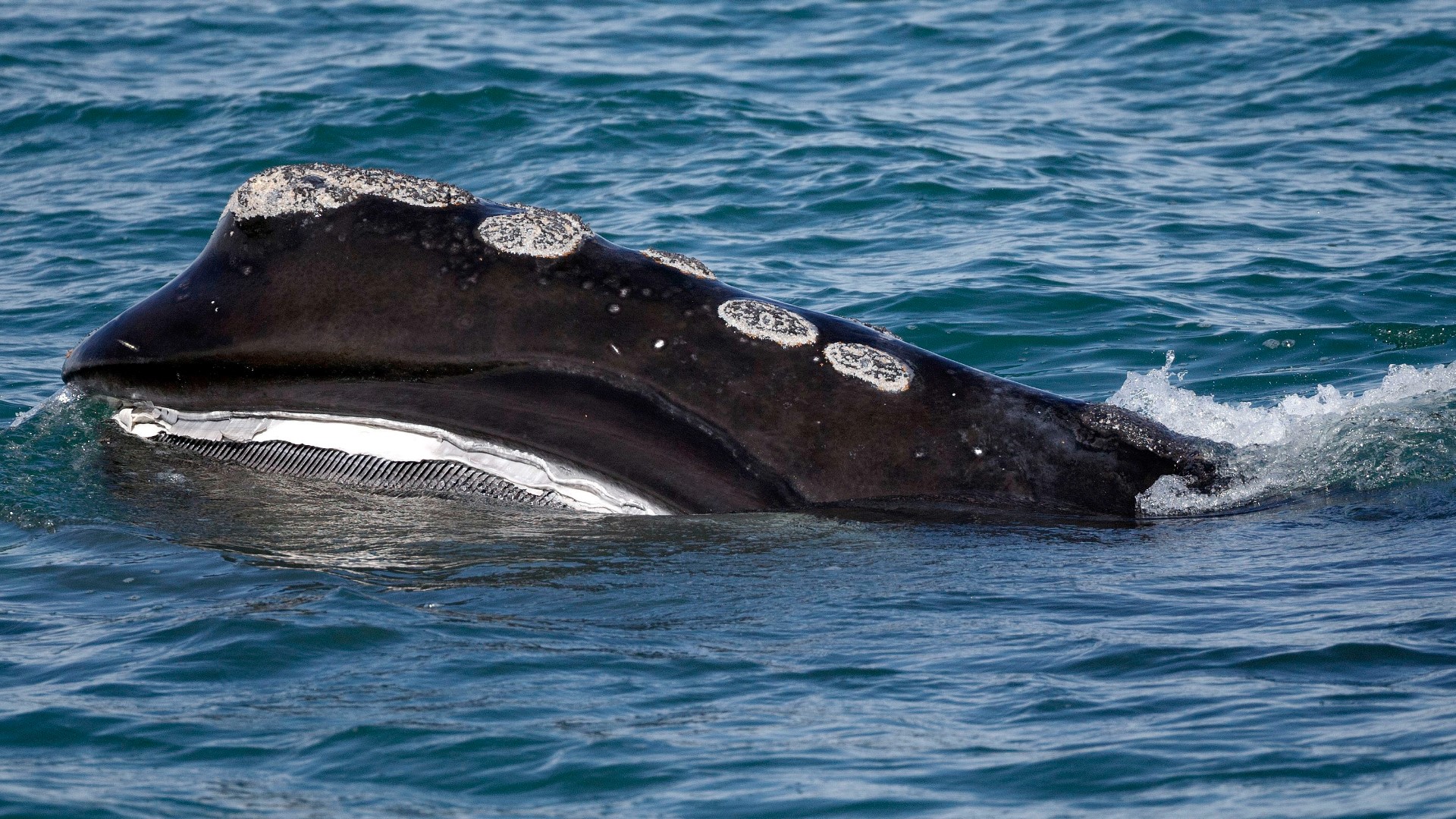 The biggest chunk, nearly $36 million, is going to monitoring and modeling efforts to track the whales.