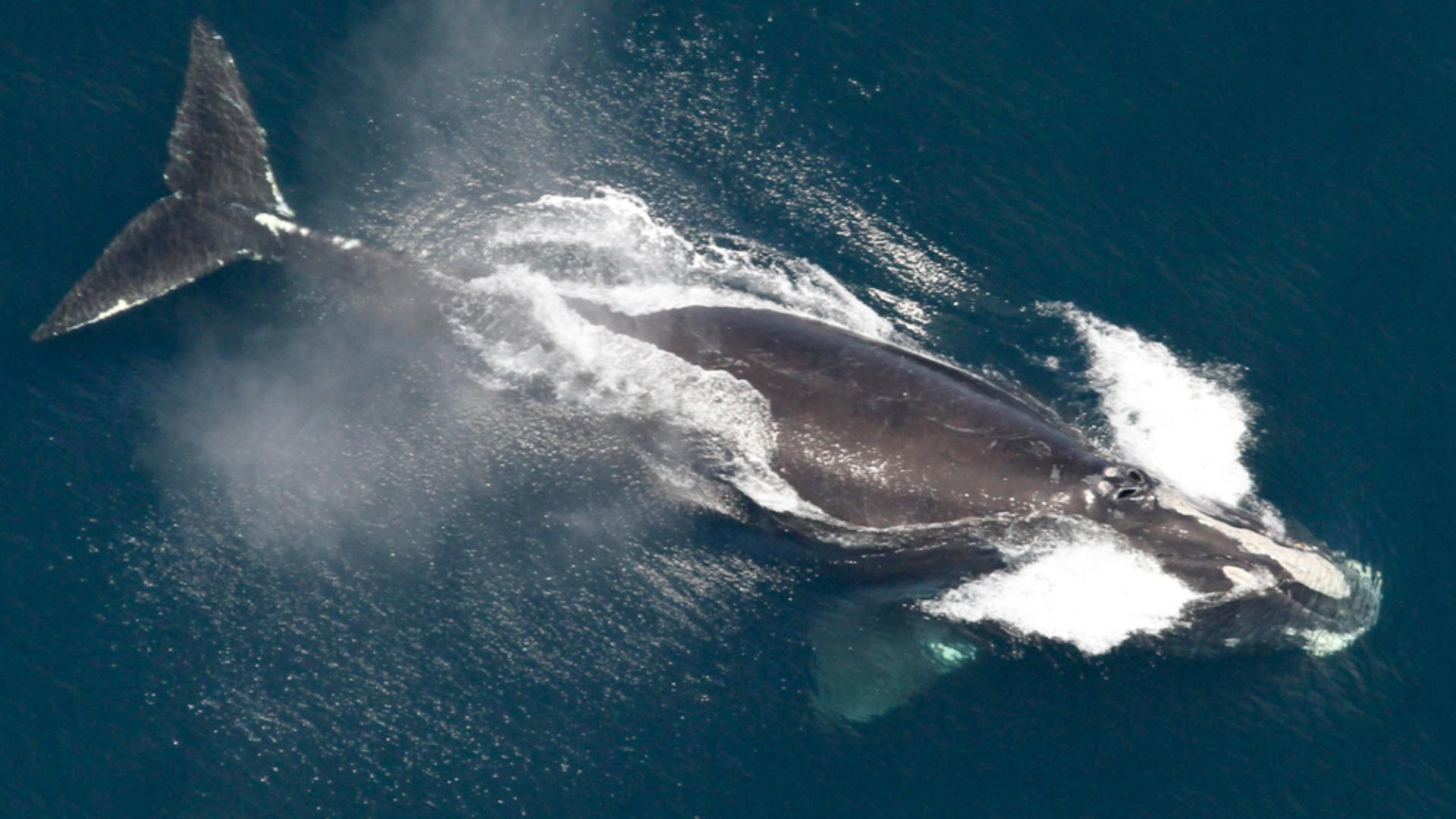 The National Oceanic and Atmospheric Administration said Tuesday that the federal government is committing nearly $10 million to saving Atlantic right whales.