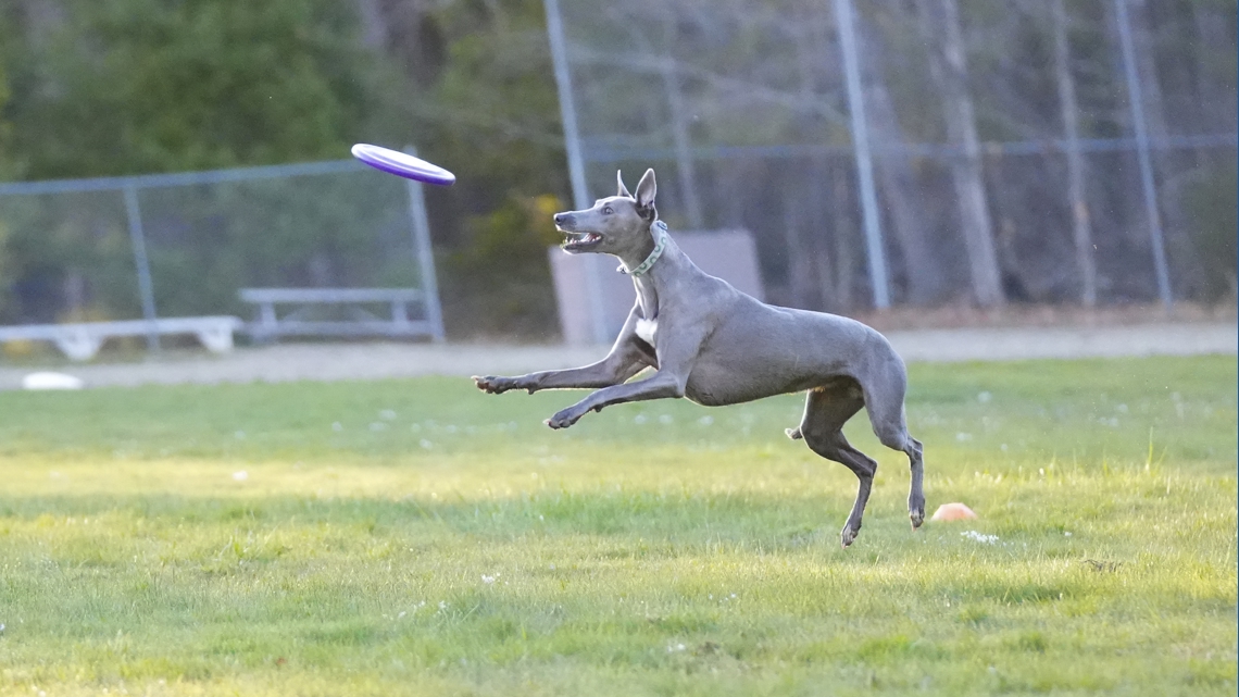 This rural town is home to Maine's only international toss and fetch club