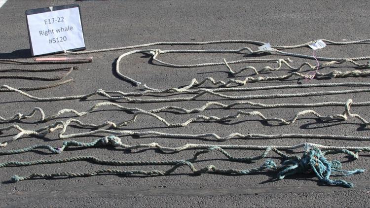 NOAA: Right whale died of entanglement in rope from Maine ...