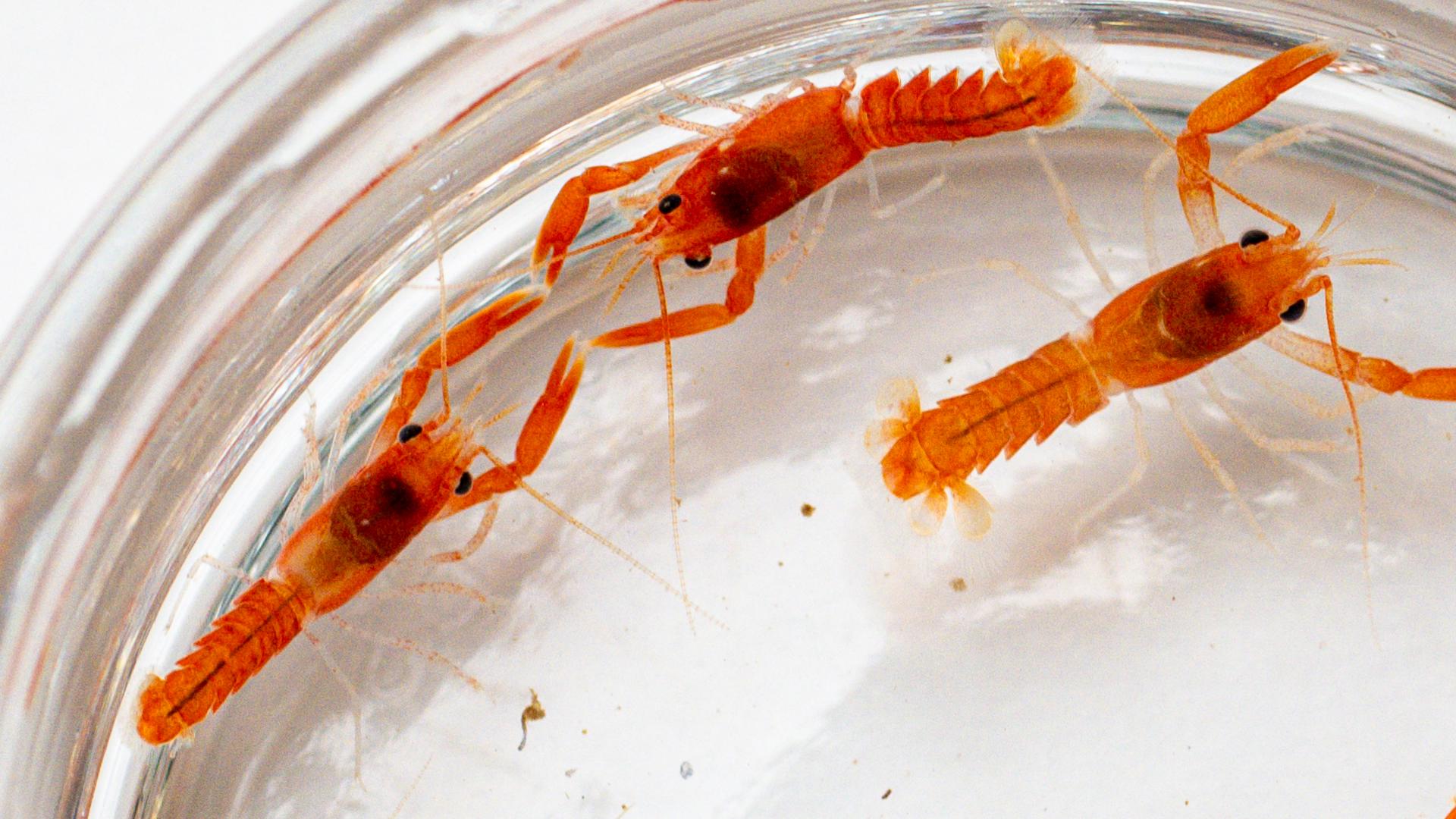 Peaches, a rare orange lobster, delivers babies of the same color, and researchers want to know why.