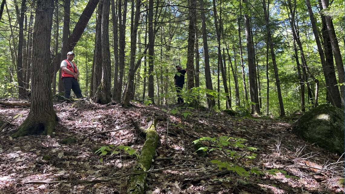 More than $4 million is going toward protecting Maine's oldest trees