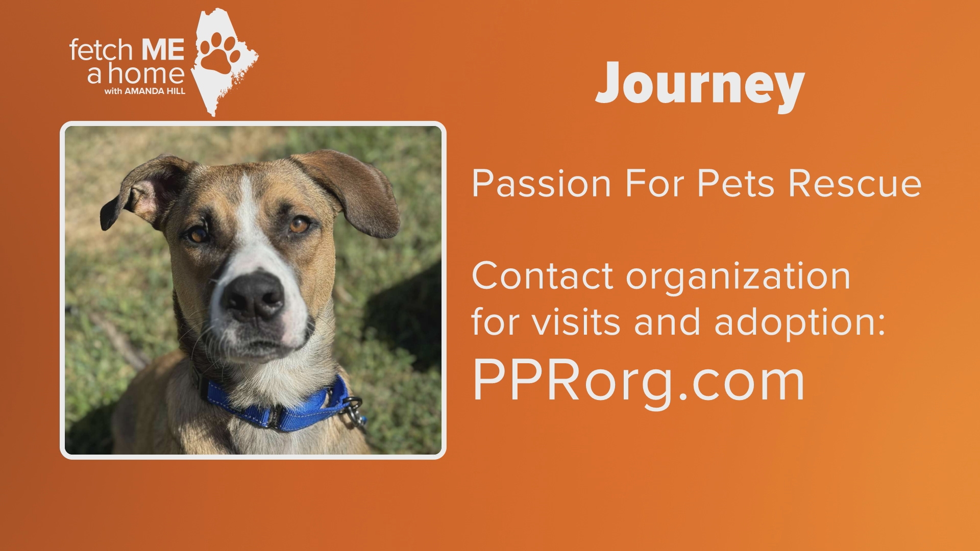 Rescued from the southern streets, Journey has had a journey. After treatment for heartworm, he's finally ready for his new home through Passion for Pets Rescue.