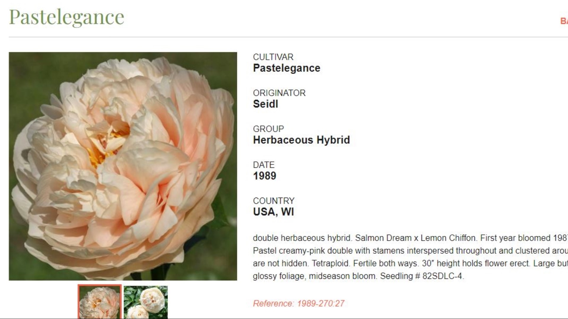 Caring for peonies, the flower that will last for generations