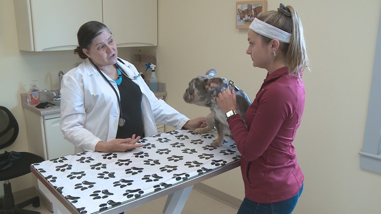 'We are getting a positive Lyme test every day': Maine experts see spike in dog infections