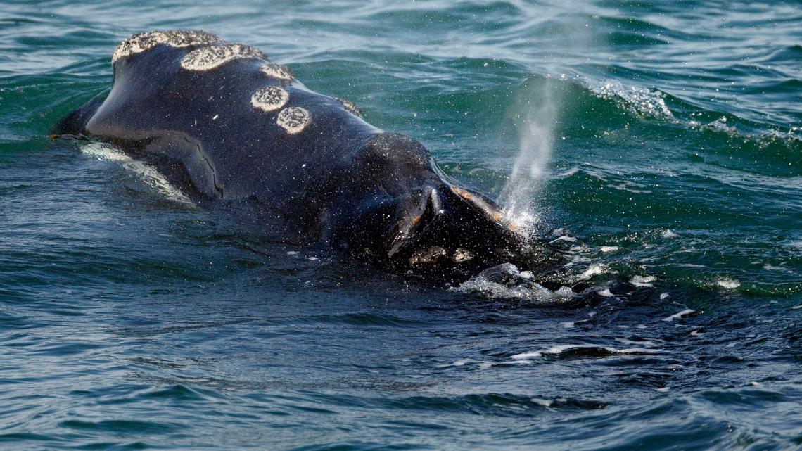 Right whale food source migrating out of Gulf of Maine ...