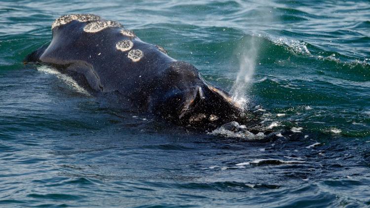 Climate change may be drawing right whales out of the Gulf of Maine