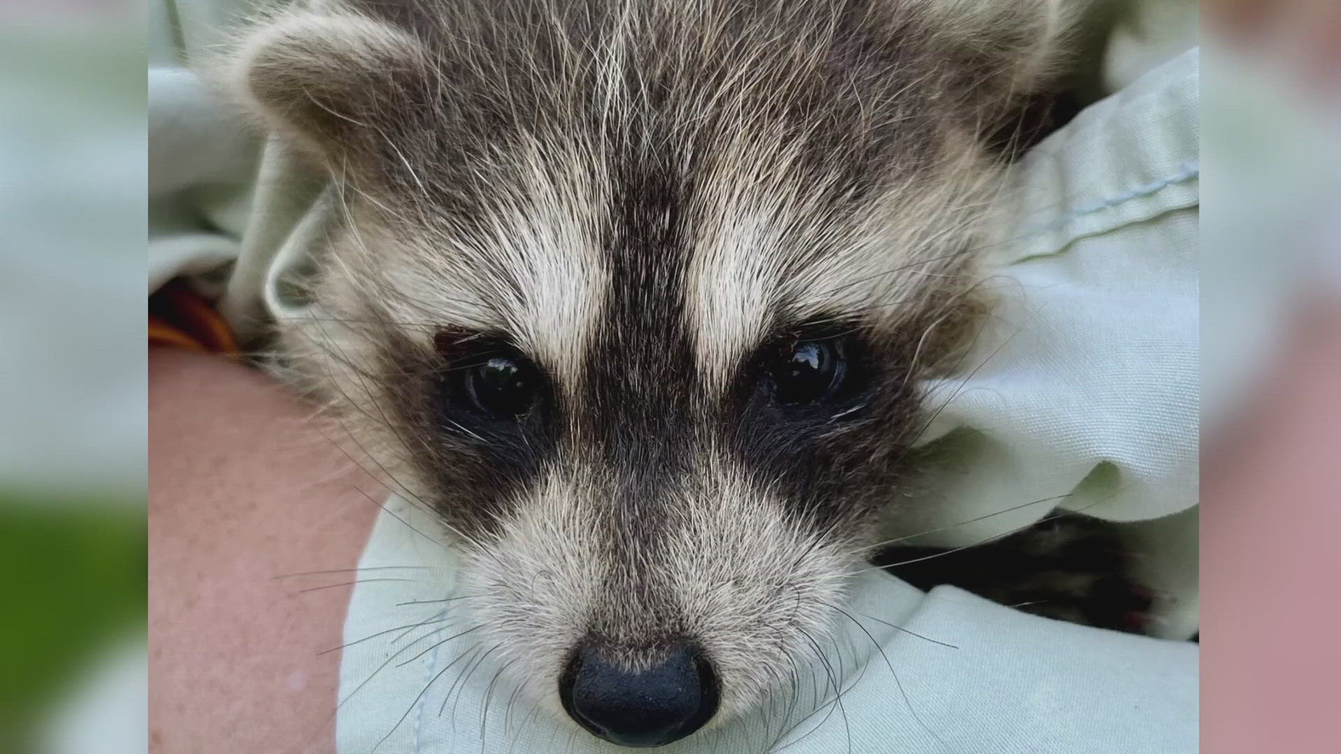 Kate Nicoll spotted a baby raccoon by itself on the side of Route 77 Tuesday evening. She called authorities to get the cute critter some help.