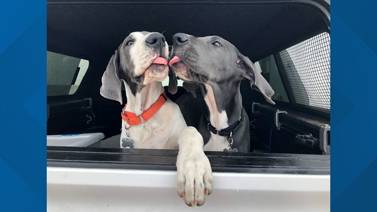 Three Great Danes become 11, and are home for the holidays
