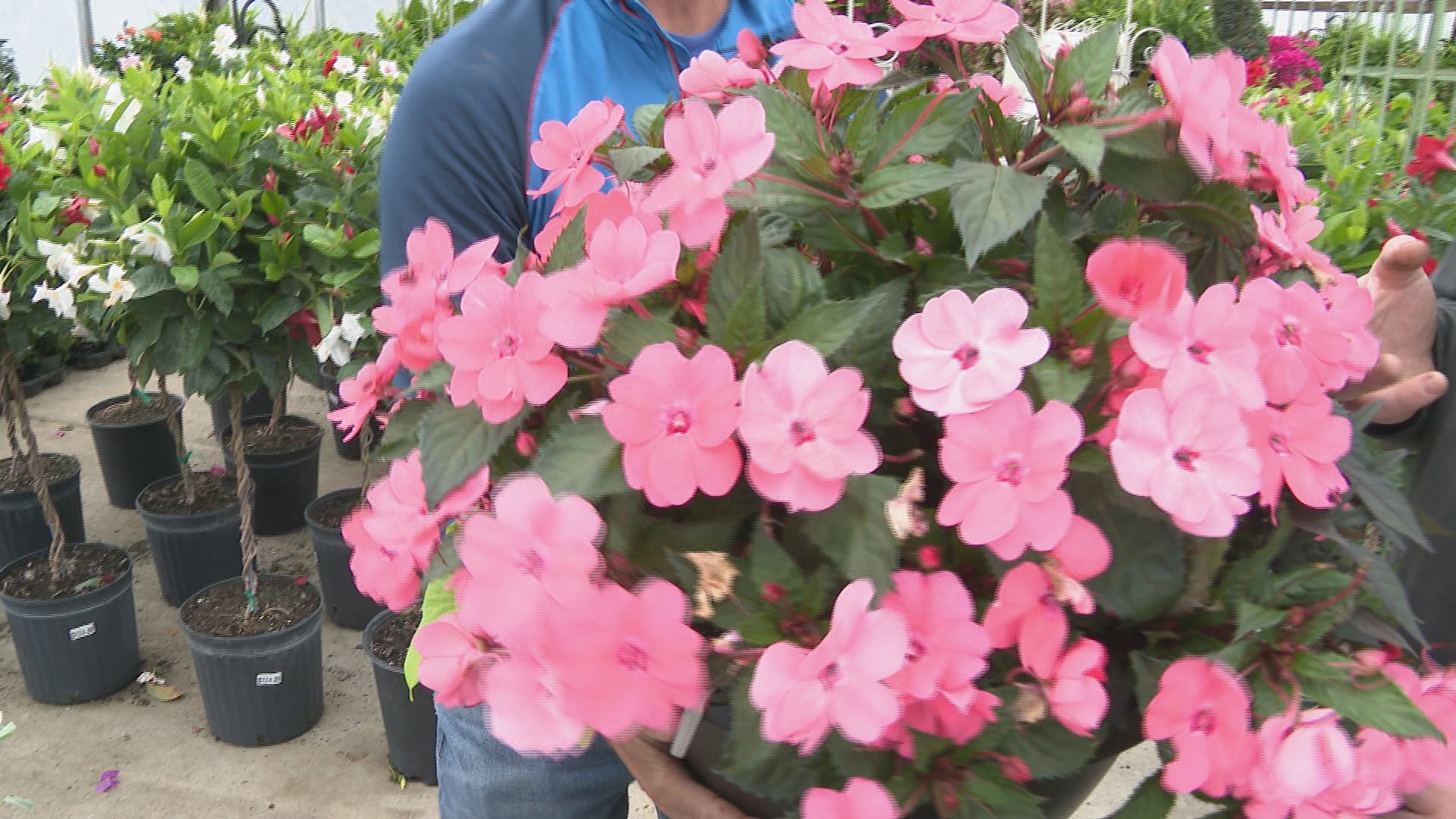 Think beyond Petunias and Impatiens. Young's Greenhouse has different annuals to plant flower boxes and containers.