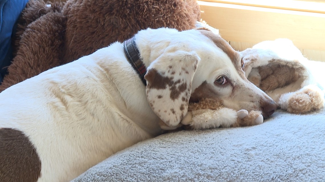 Senior dogs spend their golden years at North Yarmouth rescue and  retirement home