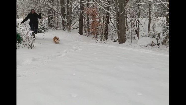Sampson’s First Snow
