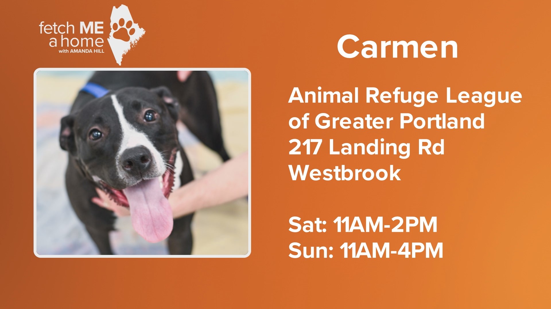 Carmen is available for adoption at the Animal Refuge League of Greater Portland
