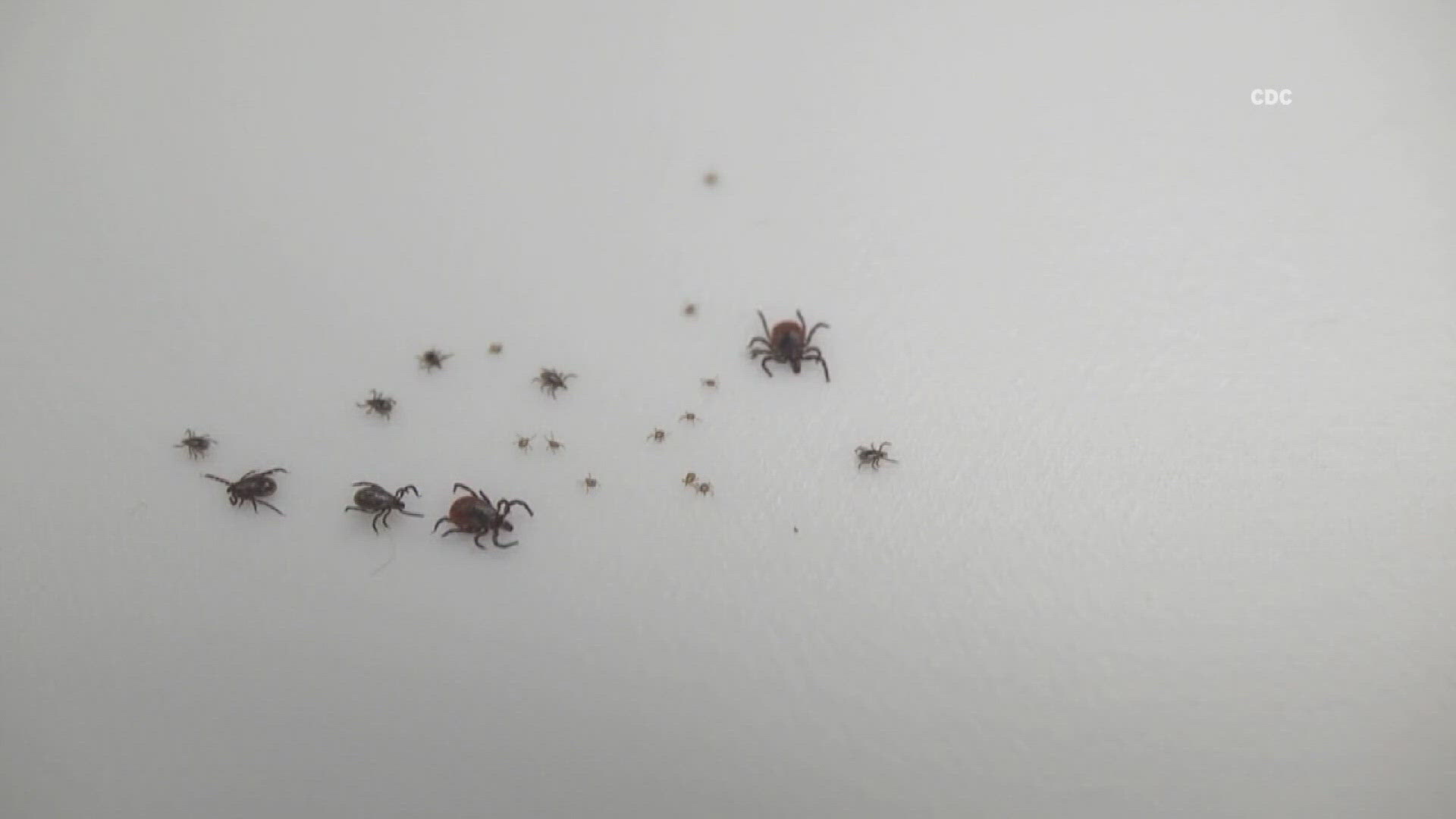 Lyme disease cases in Maine are nearing record highs, with nearly 2,800 cases reported already this year.