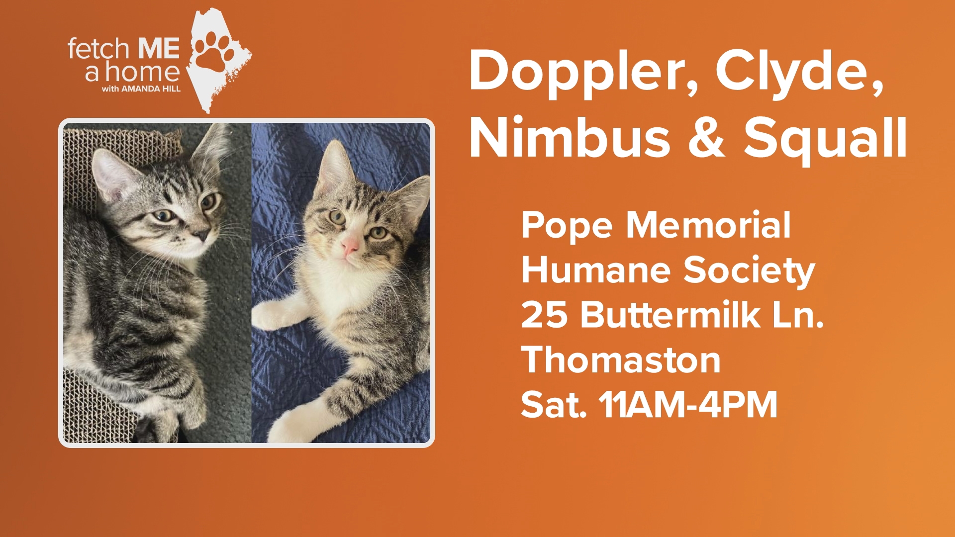 Pope Memorial Humane Society recently took in a cat that had been hit by a car, when they realized she was pregnant. Her kittens are now available for adoption.