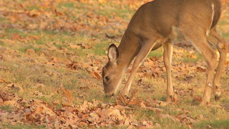 Hunters worry about PFAS chemicals in deer meat this season
