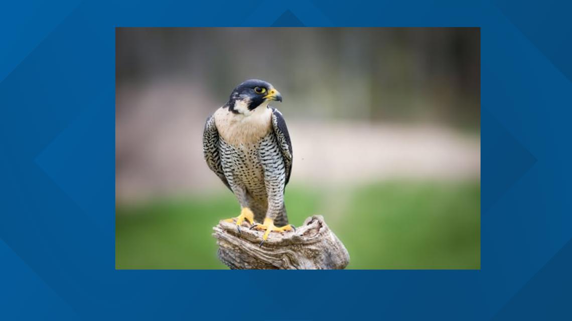 Peregrine falcons: Maine's unlikely guardians of bridges