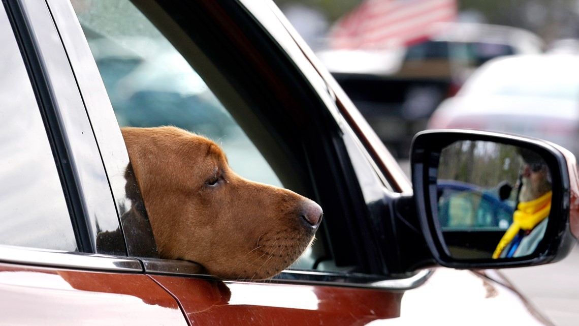 Dogs in cars to be reconsidered in New Hampshire - Vimarsana News
