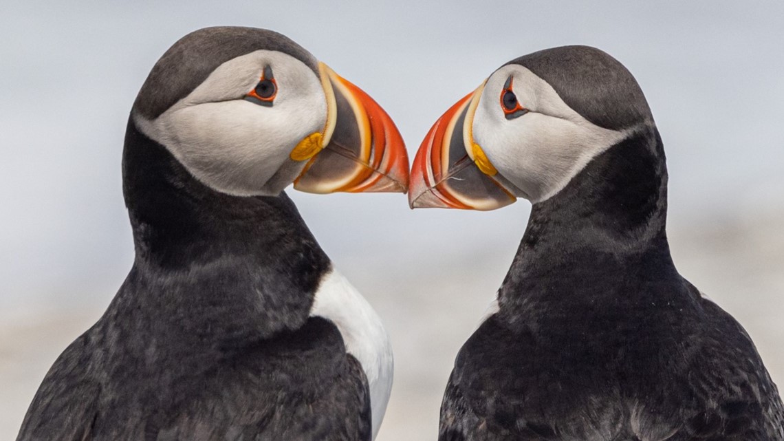 Global warming threatens Atlantic puffin recovery in Maine » Yale