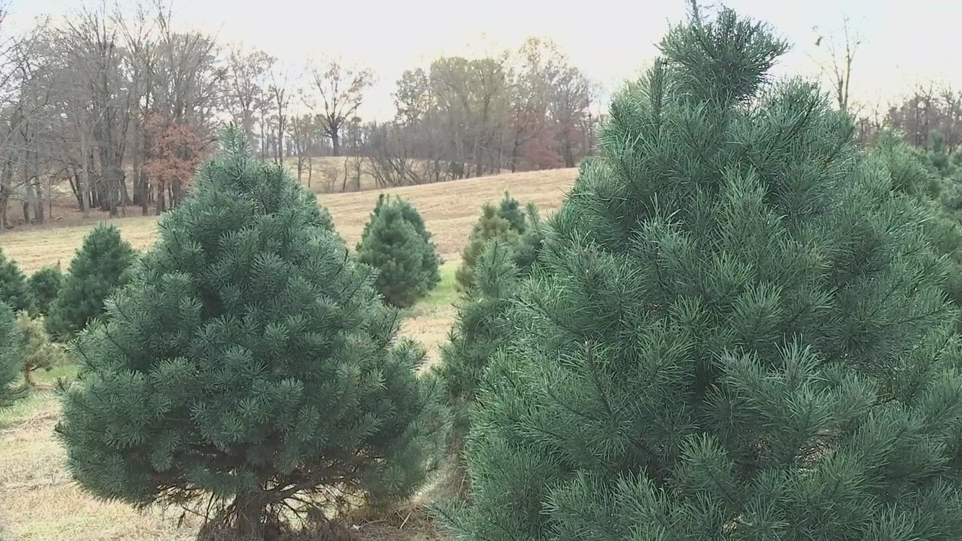 Gov. Janet Mills designated Nov. 24 as a day to recognize the contributions and economic impact of Maine's Christmas tree industry.