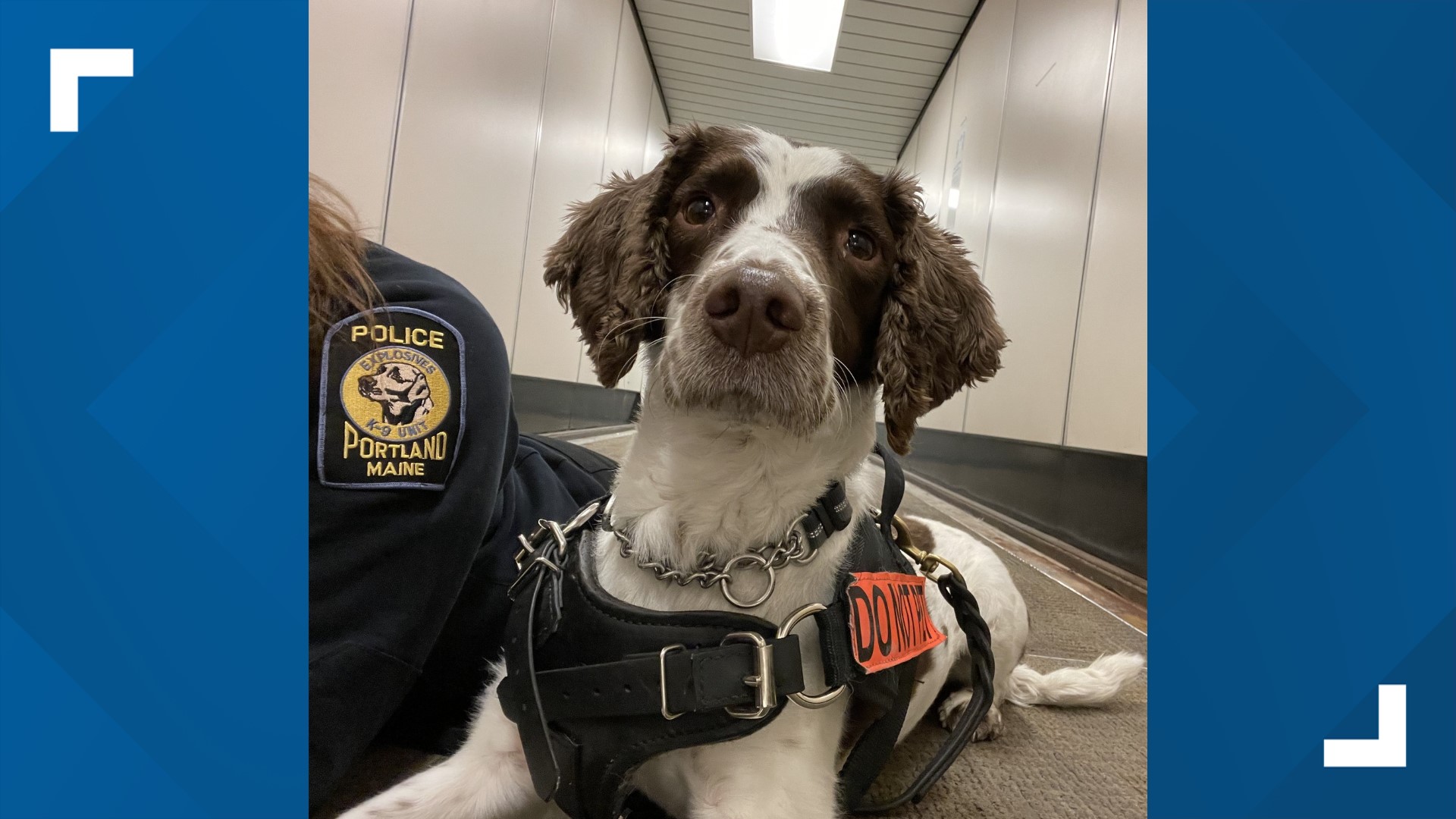 Meet Alfie A Portland K9 worked last year's Super Bowl