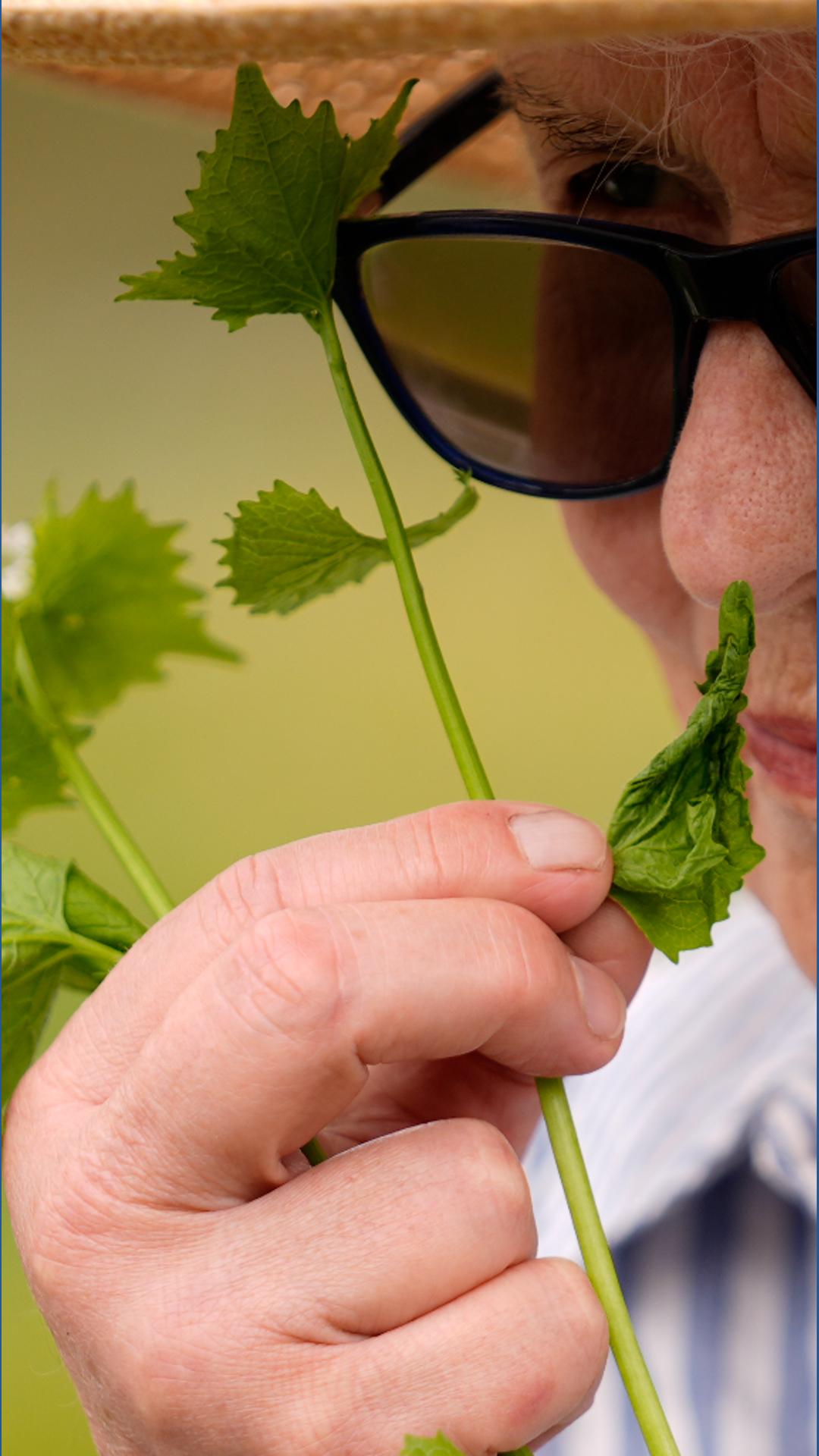 Foraging in New England: How wild food enthusiasts are reconnecting ...