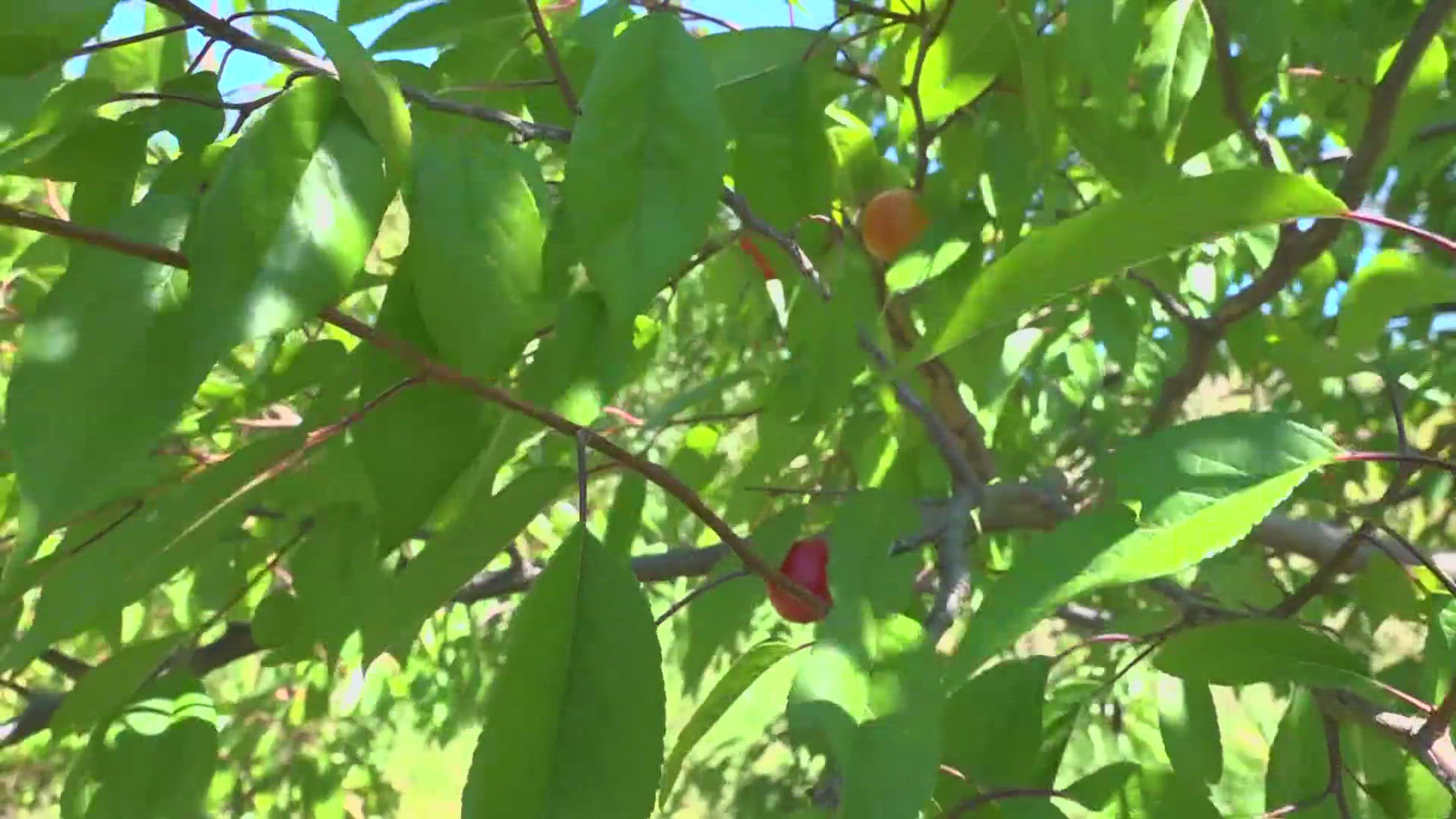 The community orchard is nestled between Washington Avenue and North Street in the city's East End neighborhood.