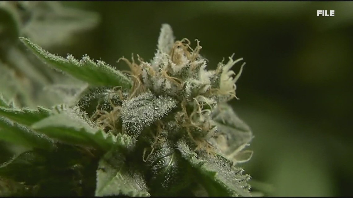 Illegal marijuana grow sites are a problem in central Maine - Vimarsana News