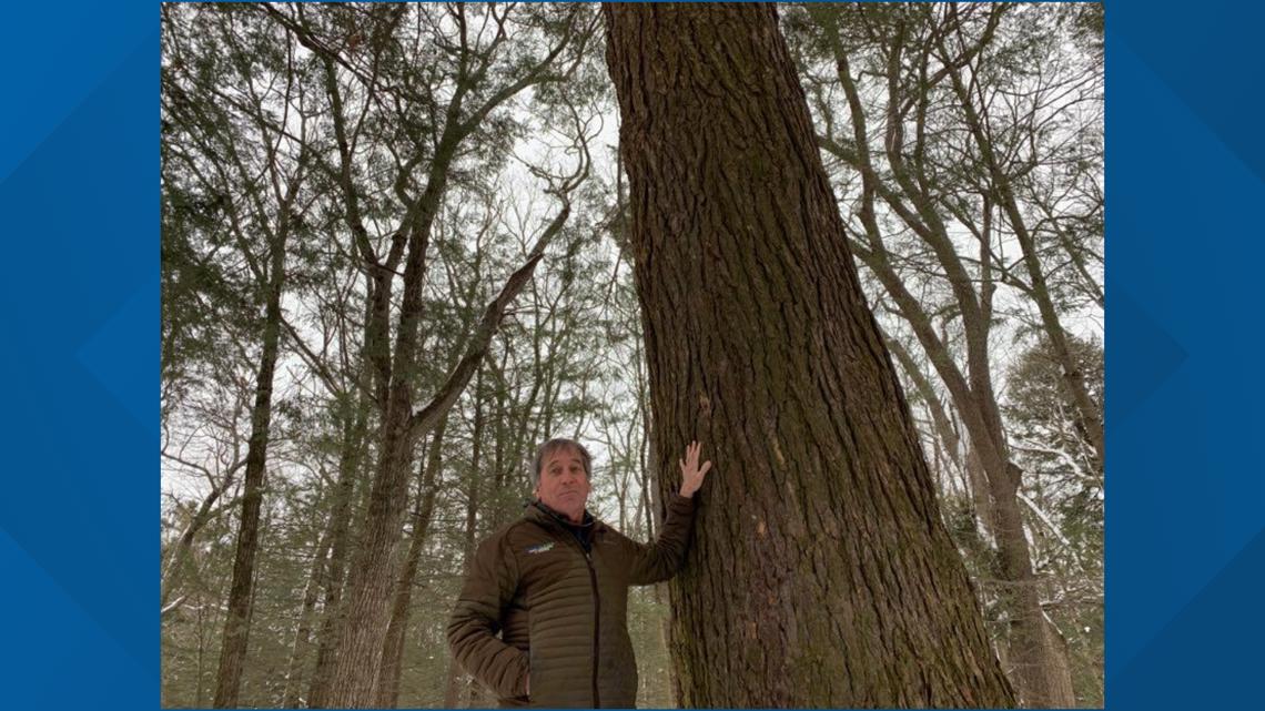 After 34 years, arborist retires from protecting 'Forest City' - Vimarsana News