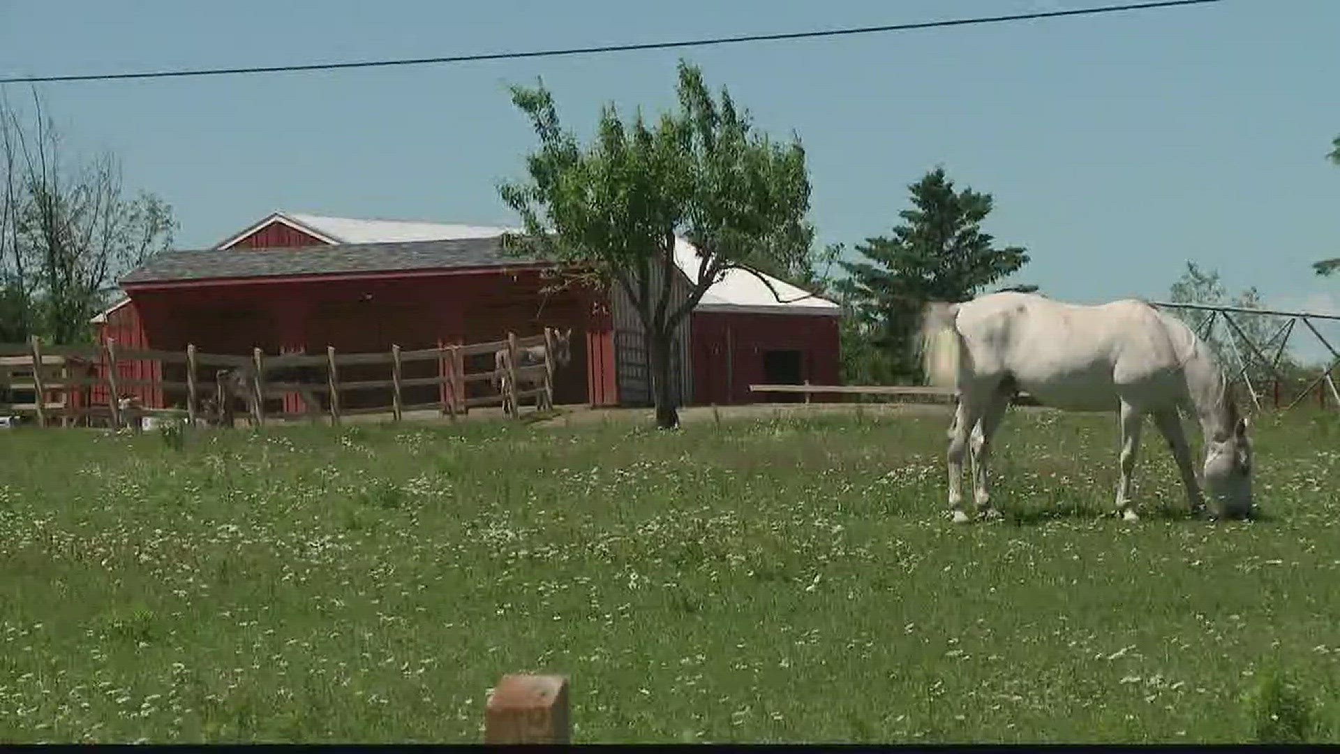 Peace Ridge Sanctuary: A haven for abused animals