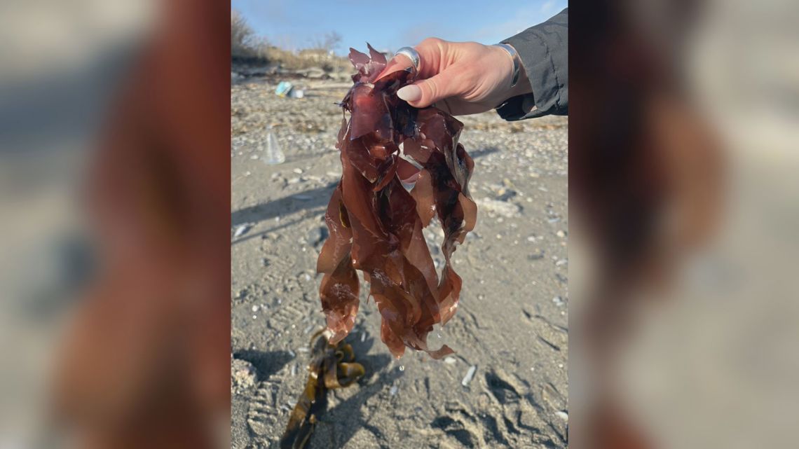 Name that seaweed: Guided ID walks happening in Cape Elizabeth during Seaweed Week